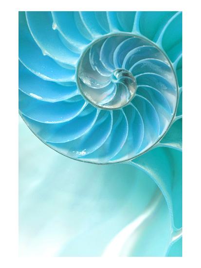 Nautilus Shell Art Print Art Com Nautilus Shell Art Print Art Com
