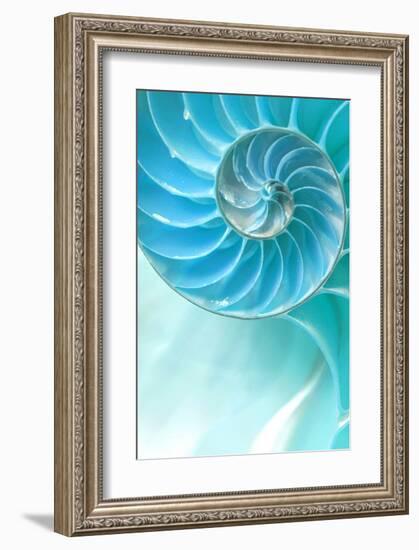 Nautilus Shell-null-Framed Art Print