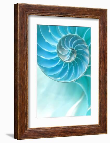 Nautilus Shell-null-Framed Art Print