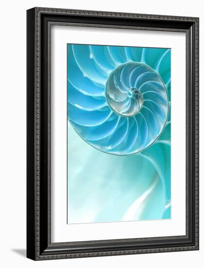 Nautilus Shell-null-Framed Art Print