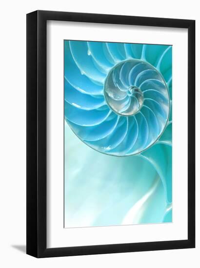 Nautilus Shell-null-Framed Art Print