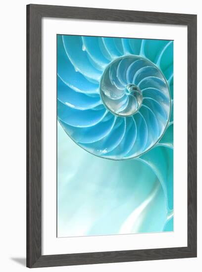 Nautilus Shell-null-Framed Art Print