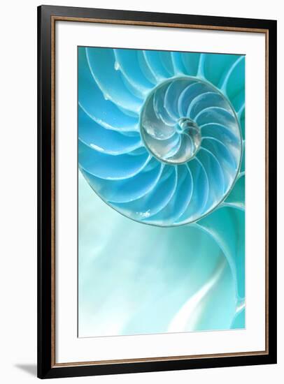 Nautilus Shell-null-Framed Art Print