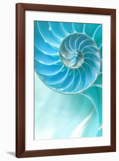 Nautilus Shell-null-Framed Art Print