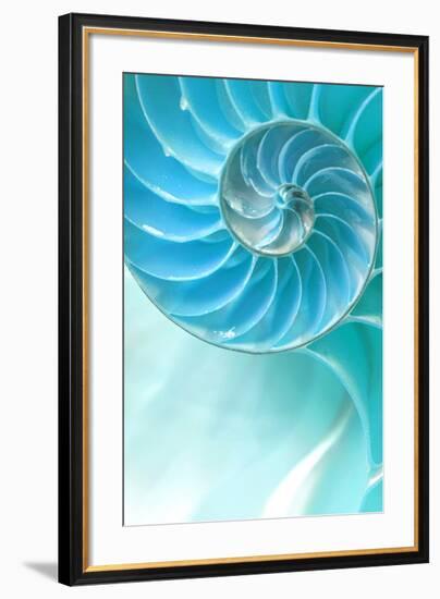 Nautilus Shell-null-Framed Art Print