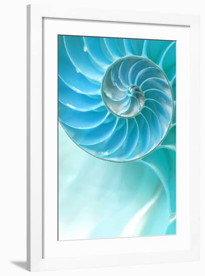 Nautilus Shell-null-Framed Art Print