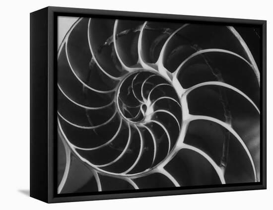 Nautilus Shell-Andreas Feininger-Framed Premier Image Canvas