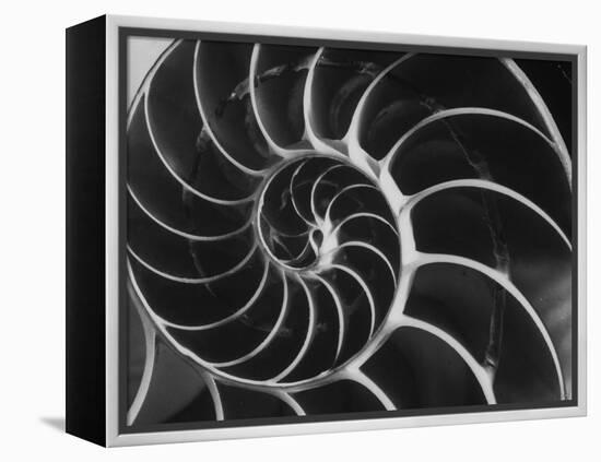 Nautilus Shell-Andreas Feininger-Framed Premier Image Canvas