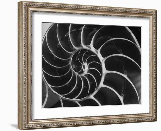 Nautilus Shell-Andreas Feininger-Framed Photographic Print