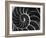 Nautilus Shell-Andreas Feininger-Framed Photographic Print