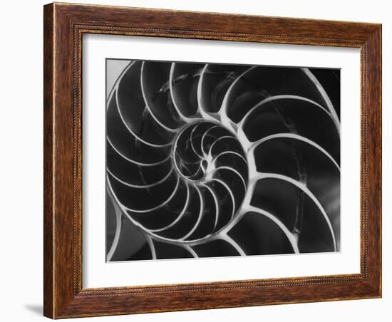 Nautilus Shell-Andreas Feininger-Framed Photographic Print