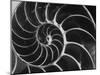 Nautilus Shell-Andreas Feininger-Mounted Photographic Print