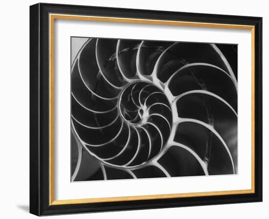 Nautilus Shell-Andreas Feininger-Framed Photographic Print