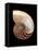 Nautilus Shell-Gavin Kingcome-Framed Premier Image Canvas