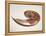 Nautilus Shell-Lawrence Lawry-Framed Premier Image Canvas