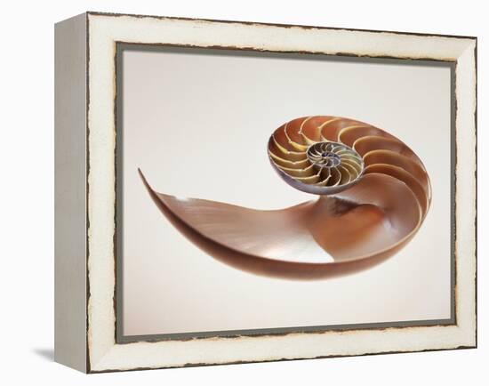 Nautilus Shell-Lawrence Lawry-Framed Premier Image Canvas