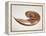 Nautilus Shell-Lawrence Lawry-Framed Premier Image Canvas