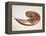 Nautilus Shell-Lawrence Lawry-Framed Premier Image Canvas