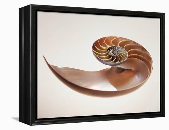 Nautilus Shell-Lawrence Lawry-Framed Premier Image Canvas