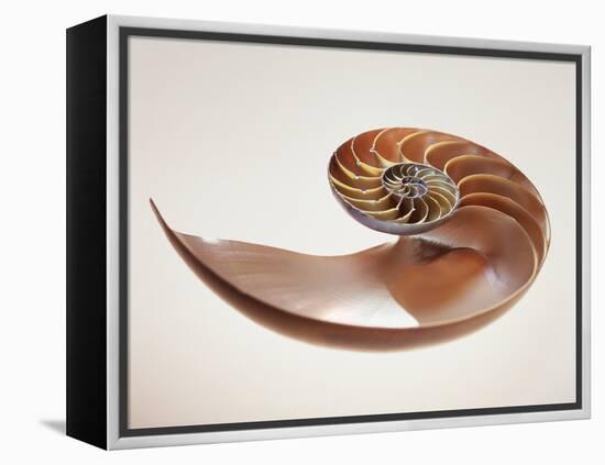 Nautilus Shell-Lawrence Lawry-Framed Premier Image Canvas