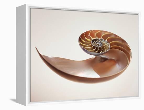 Nautilus Shell-Lawrence Lawry-Framed Premier Image Canvas