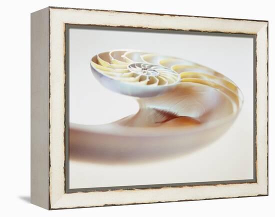 Nautilus Shell-Lawrence Lawry-Framed Premier Image Canvas