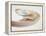 Nautilus Shell-Lawrence Lawry-Framed Premier Image Canvas