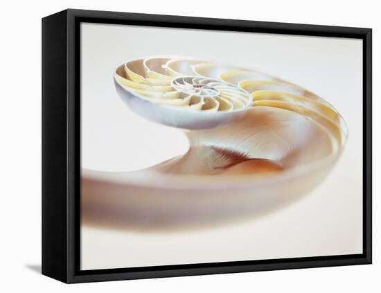 Nautilus Shell-Lawrence Lawry-Framed Premier Image Canvas