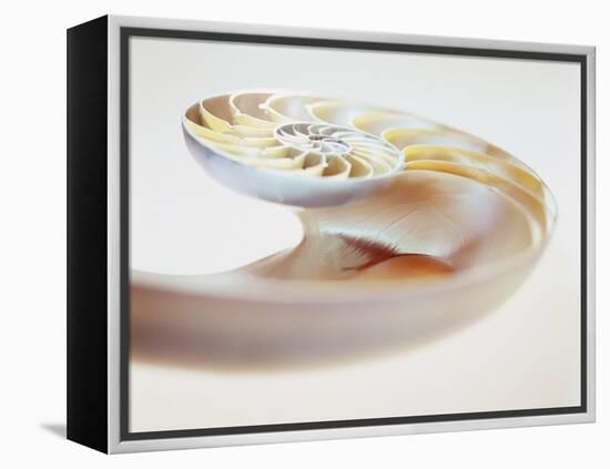 Nautilus Shell-Lawrence Lawry-Framed Premier Image Canvas