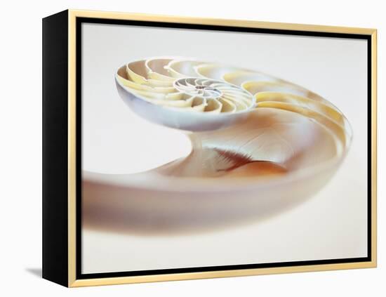 Nautilus Shell-Lawrence Lawry-Framed Premier Image Canvas