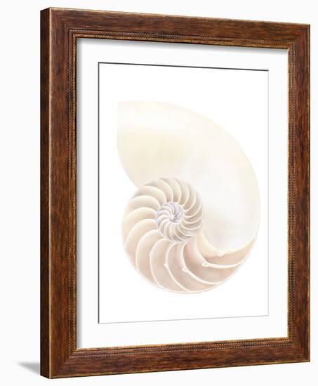 Nautilus Shell-Gavin Kingcome-Framed Photographic Print