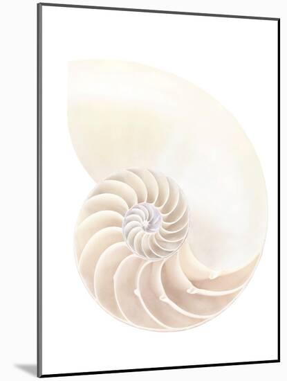 Nautilus Shell-Gavin Kingcome-Mounted Photographic Print