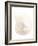 Nautilus Shell-Gavin Kingcome-Framed Photographic Print