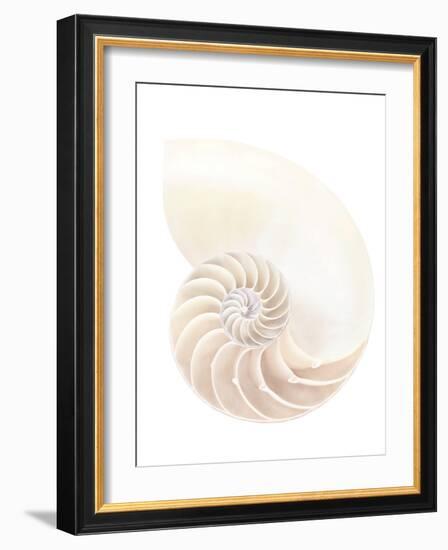 Nautilus Shell-Gavin Kingcome-Framed Photographic Print