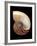 Nautilus Shell-Gavin Kingcome-Framed Photographic Print