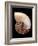 Nautilus Shell-Gavin Kingcome-Framed Photographic Print