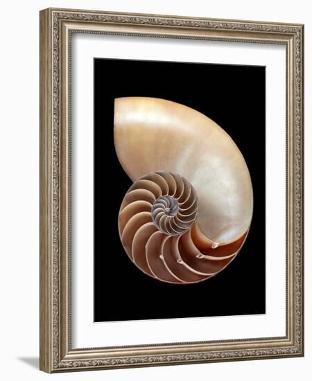 Nautilus Shell-Gavin Kingcome-Framed Photographic Print