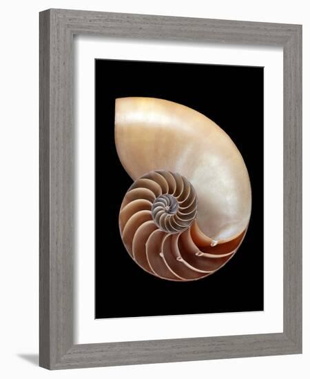 Nautilus Shell-Gavin Kingcome-Framed Photographic Print