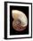 Nautilus Shell-Gavin Kingcome-Framed Photographic Print