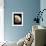 Nautilus Shell-Gavin Kingcome-Framed Photographic Print displayed on a wall