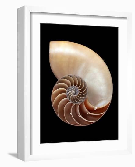 Nautilus Shell-Gavin Kingcome-Framed Photographic Print