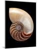 Nautilus Shell-Gavin Kingcome-Mounted Photographic Print