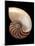 Nautilus Shell-Gavin Kingcome-Mounted Photographic Print