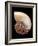 Nautilus Shell-Gavin Kingcome-Framed Photographic Print