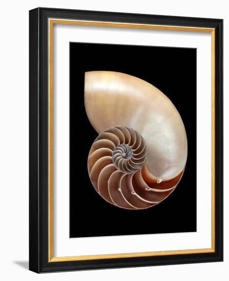 Nautilus Shell-Gavin Kingcome-Framed Photographic Print