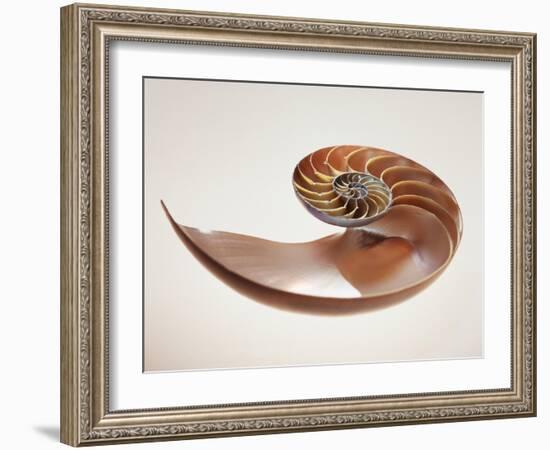 Nautilus Shell-Lawrence Lawry-Framed Photographic Print