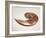 Nautilus Shell-Lawrence Lawry-Framed Photographic Print