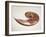 Nautilus Shell-Lawrence Lawry-Framed Photographic Print