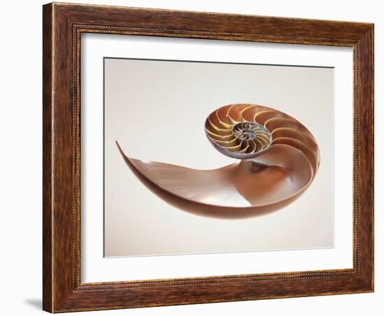 Nautilus Shell-Lawrence Lawry-Framed Photographic Print