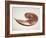 Nautilus Shell-Lawrence Lawry-Framed Photographic Print